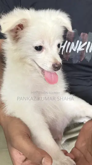 3-6 Months Female Purebred Japanese Spitz