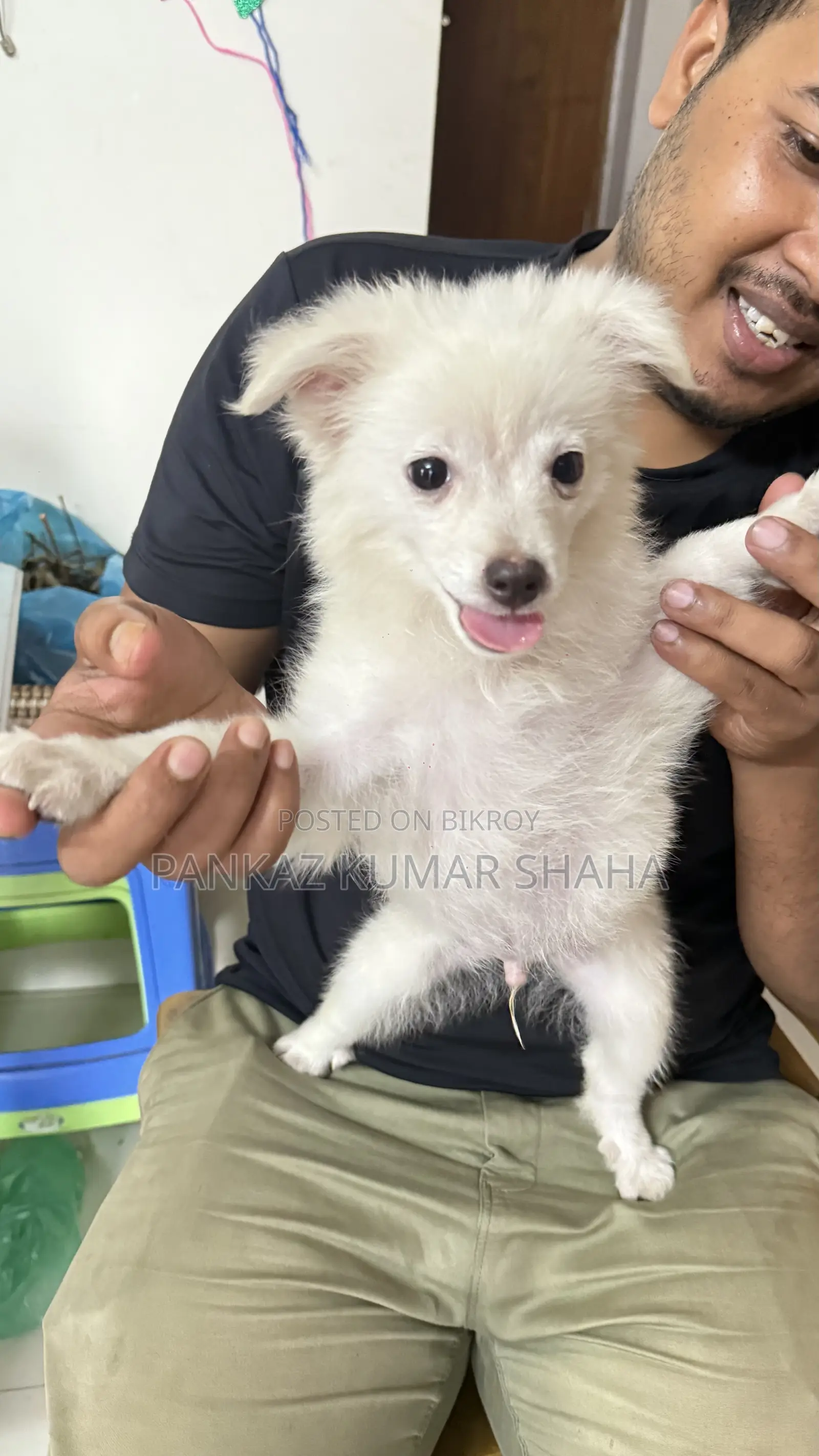 3-6 Months Female Purebred Japanese Spitz