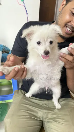3-6 Months Female Purebred Japanese Spitz