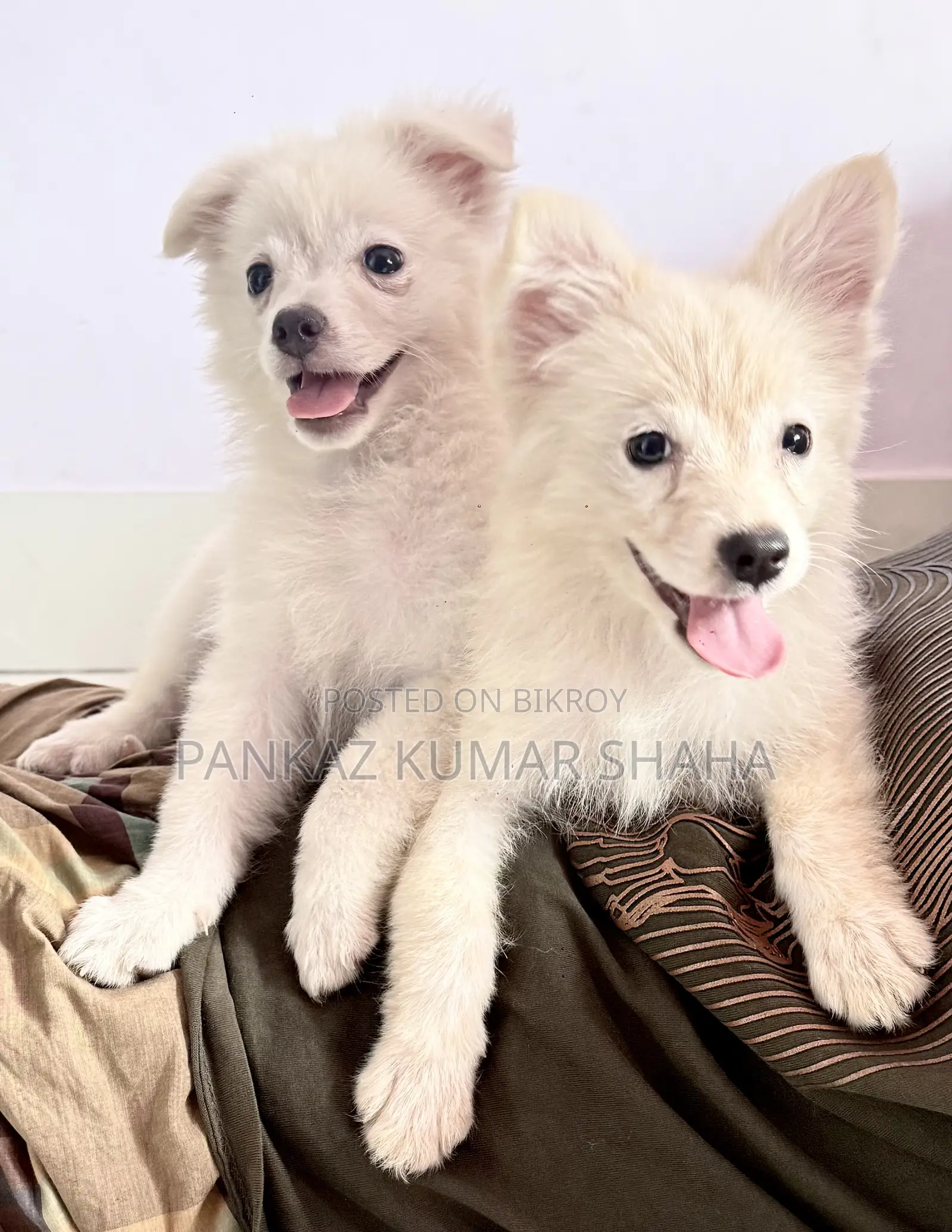 3-6 Months Female Purebred Japanese Spitz
