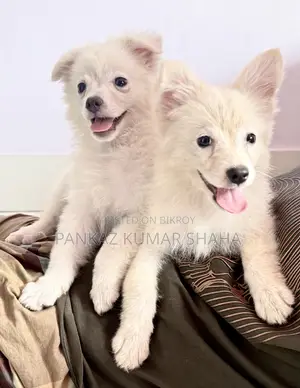 3-6 Months Female Purebred Japanese Spitz