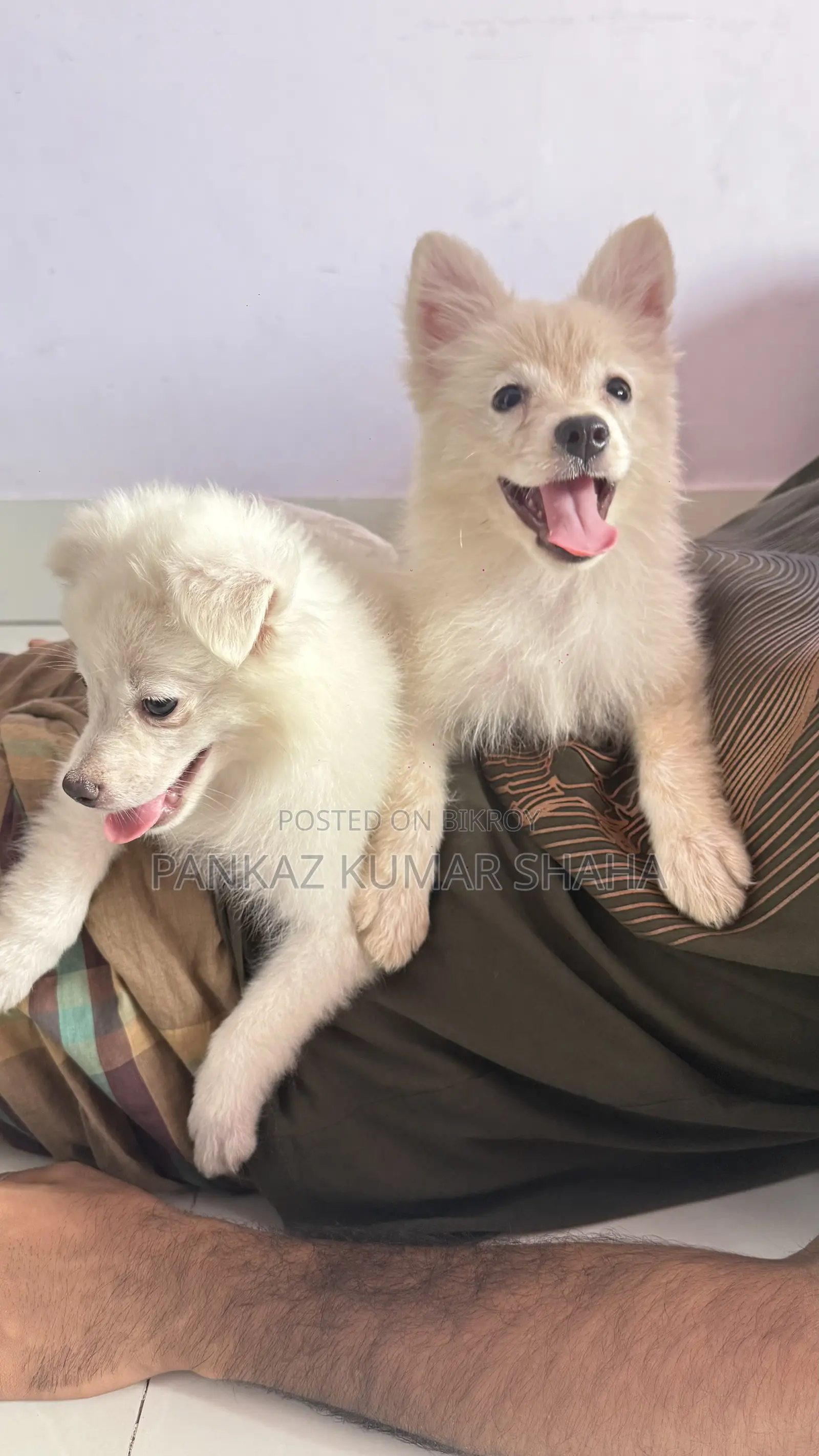 3-6 Months Female Purebred Japanese Spitz