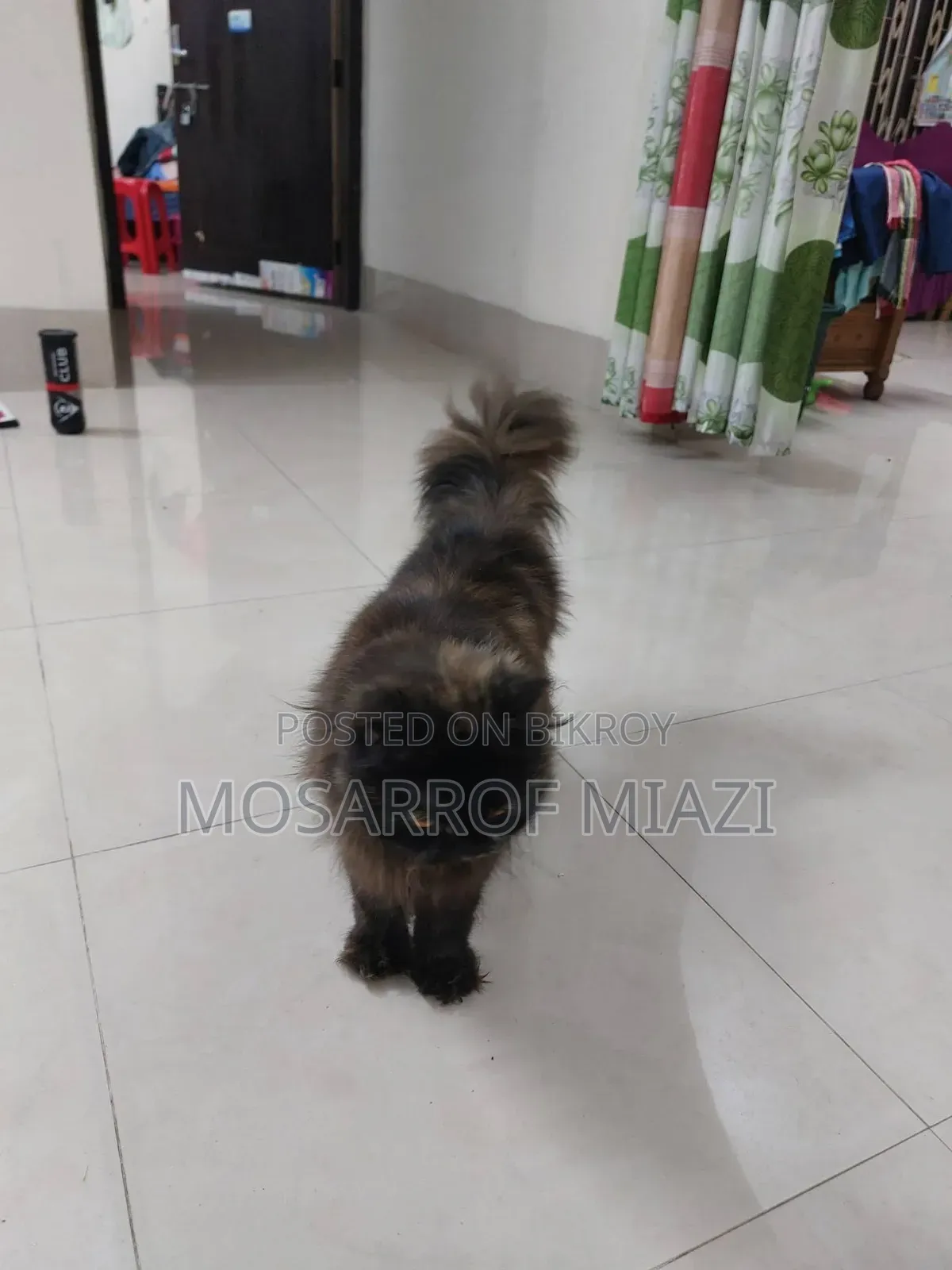 6-12 Months Female Purebred Persian