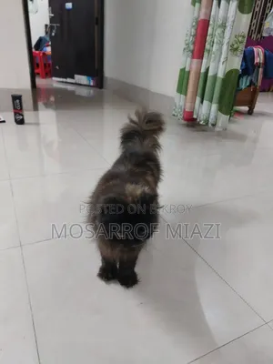 6-12 Months Female Purebred Persian