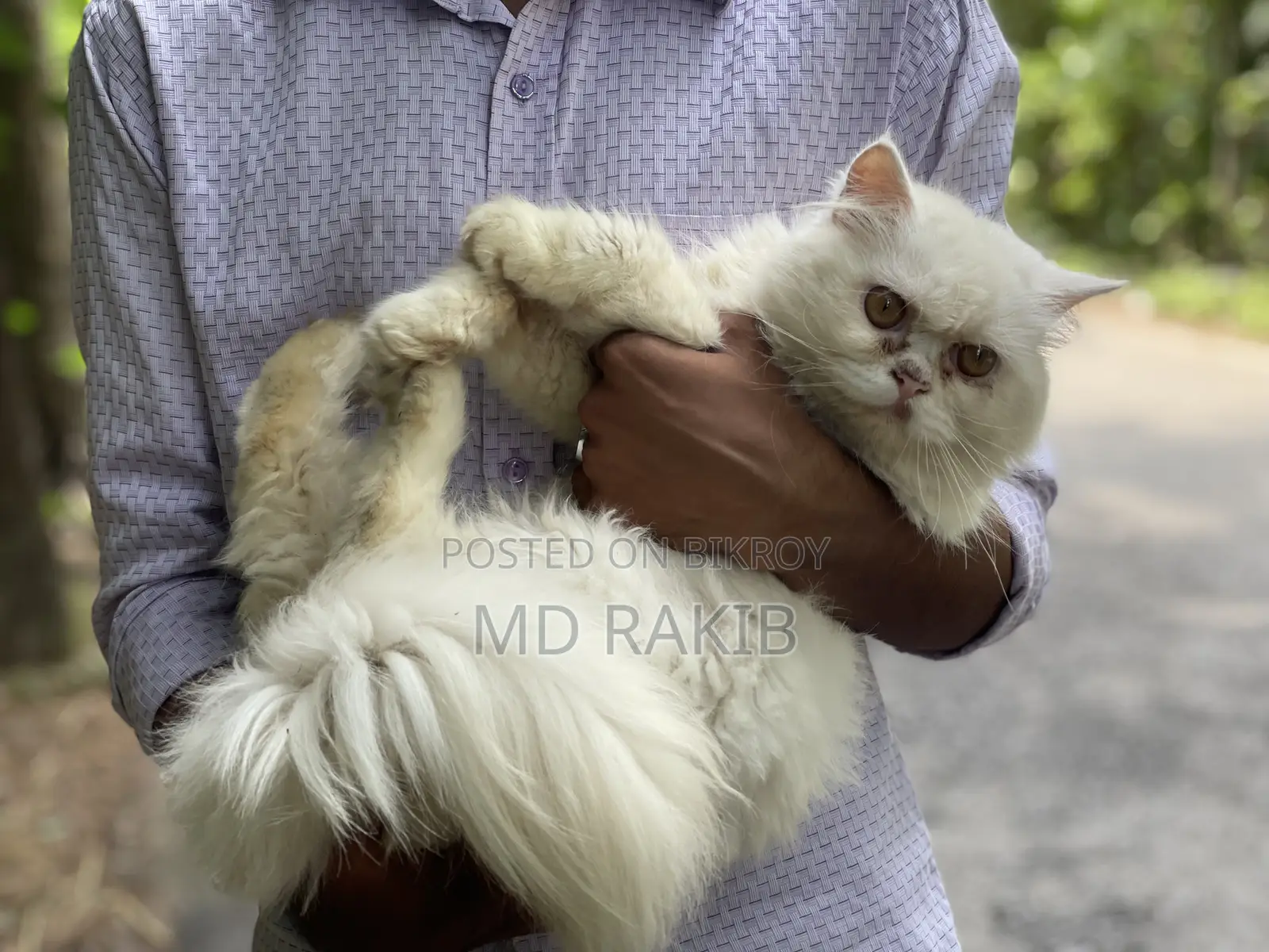 1+ Year Male Purebred Persian