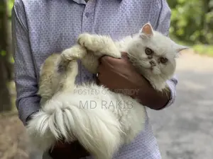 1+ Year Male Purebred Persian