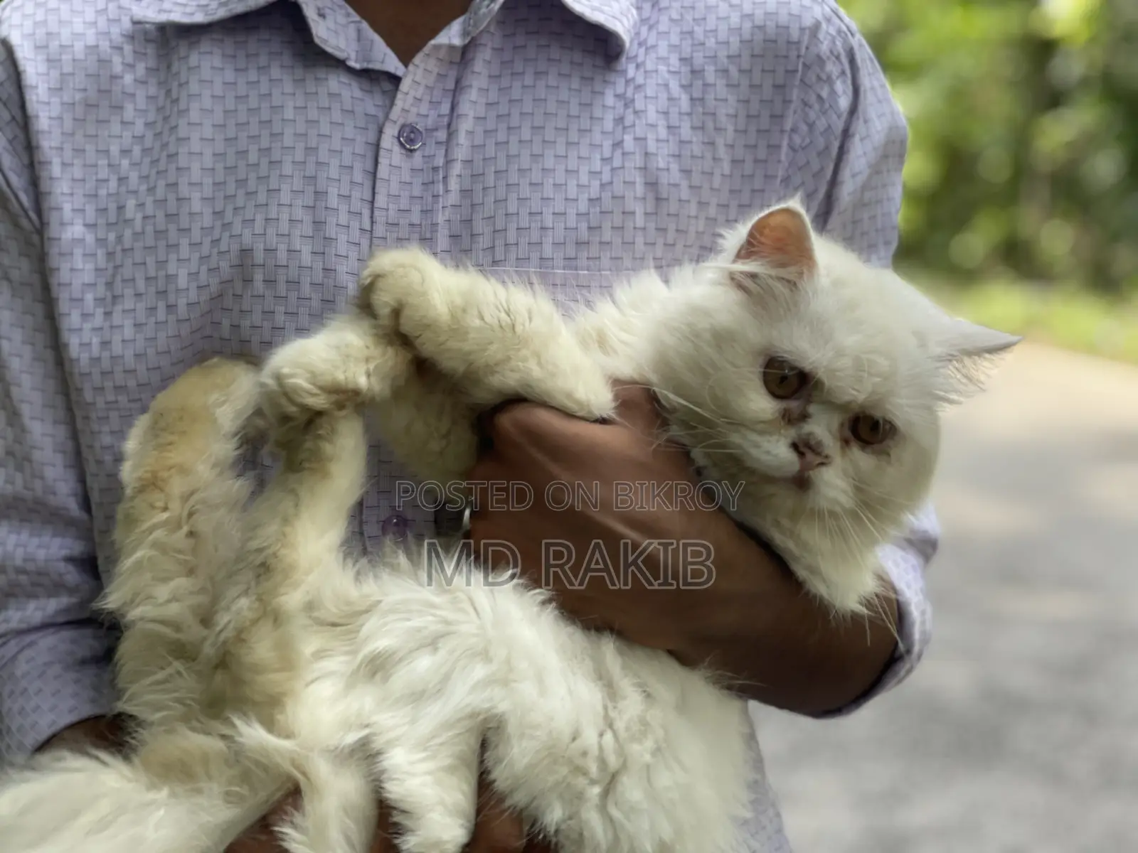 1+ Year Male Purebred Persian