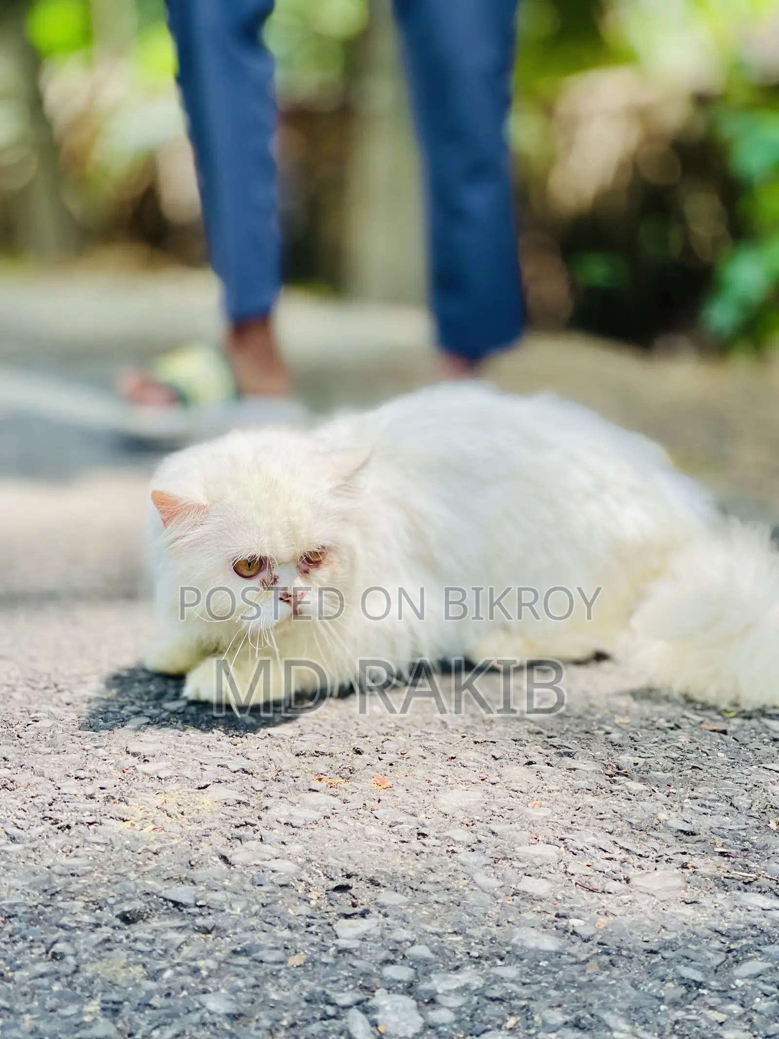 1+ Year Male Purebred Persian