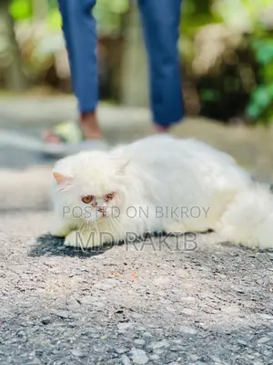 1+ Year Male Purebred Persian
