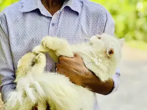 1+ Year Male Purebred Persian