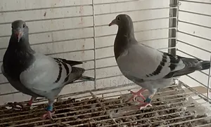 সবজি রেসার হোমা বেবি