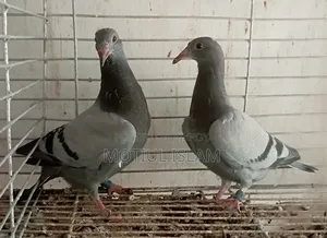 সবজি রেসার হোমা বেবি