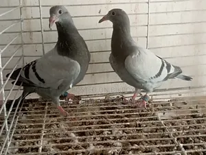 সবজি রেসার হোমা বেবি