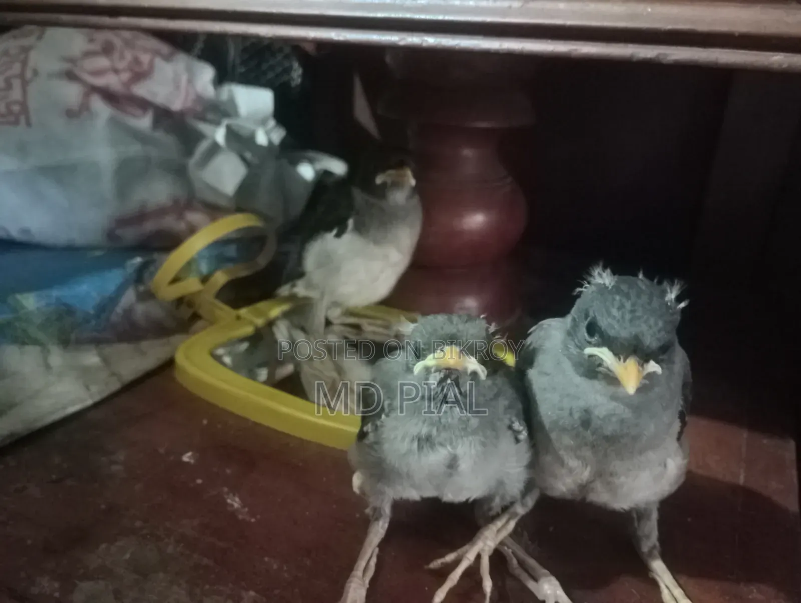 জুট শালিক পাখি বাচ্চা ৩ টা বিক্রি করা হবে