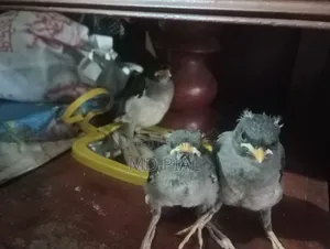 জুট শালিক পাখি বাচ্চা ৩ টা বিক্রি করা হবে