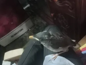 জুট শালিক পাখি বাচ্চা ৩ টা বিক্রি করা হবে