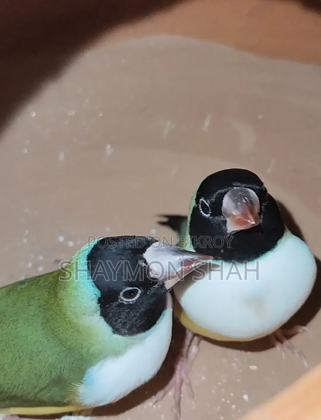 Gouldian Finch