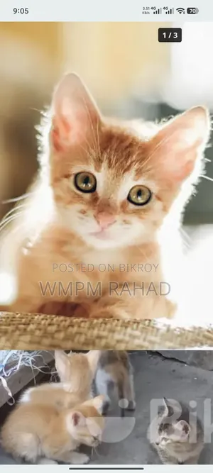 0-1 Month Male Mixed Breed Bengal
