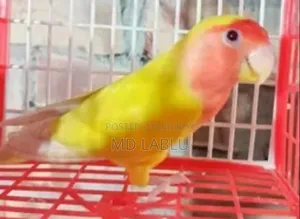 রানিং লাভ বার্ড ফিমেল