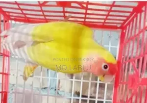 রানিং লাভ বার্ড ফিমেল
