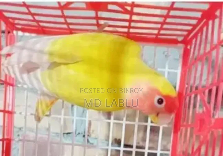 রানিং লাভ বার্ড ফিমেল