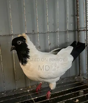 ব্লগ নান নর কবুতর