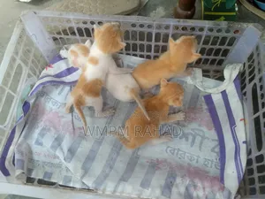 0-1 Month Male Mixed Breed Bengal