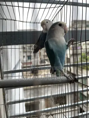 লাভবার্ড / লাভ বার্ড