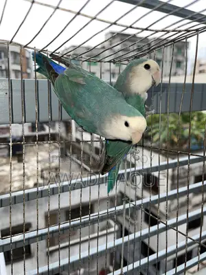 লাভবার্ড / লাভ বার্ড