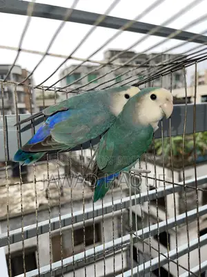লাভবার্ড / লাভ বার্ড