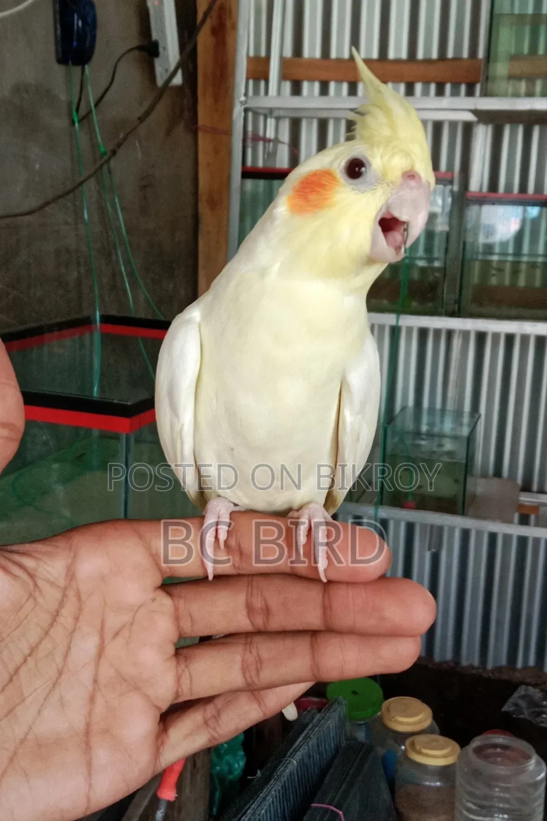একটি ফুল টেম ককাটেল