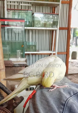 একটি ফুল টেম ককাটেল