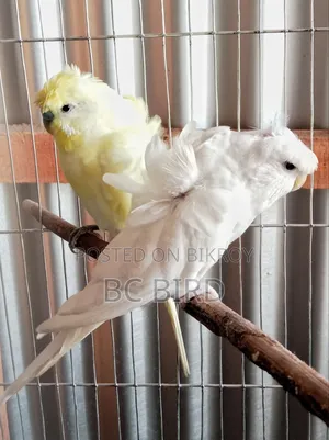 রানিং জেপি বাজরিগা