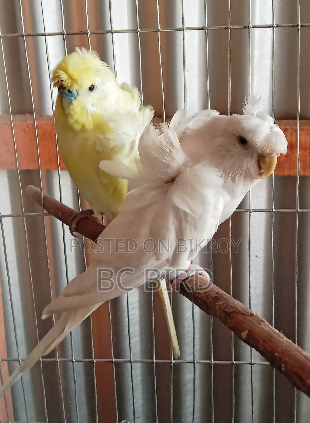 রানিং জেপি বাজরিগা