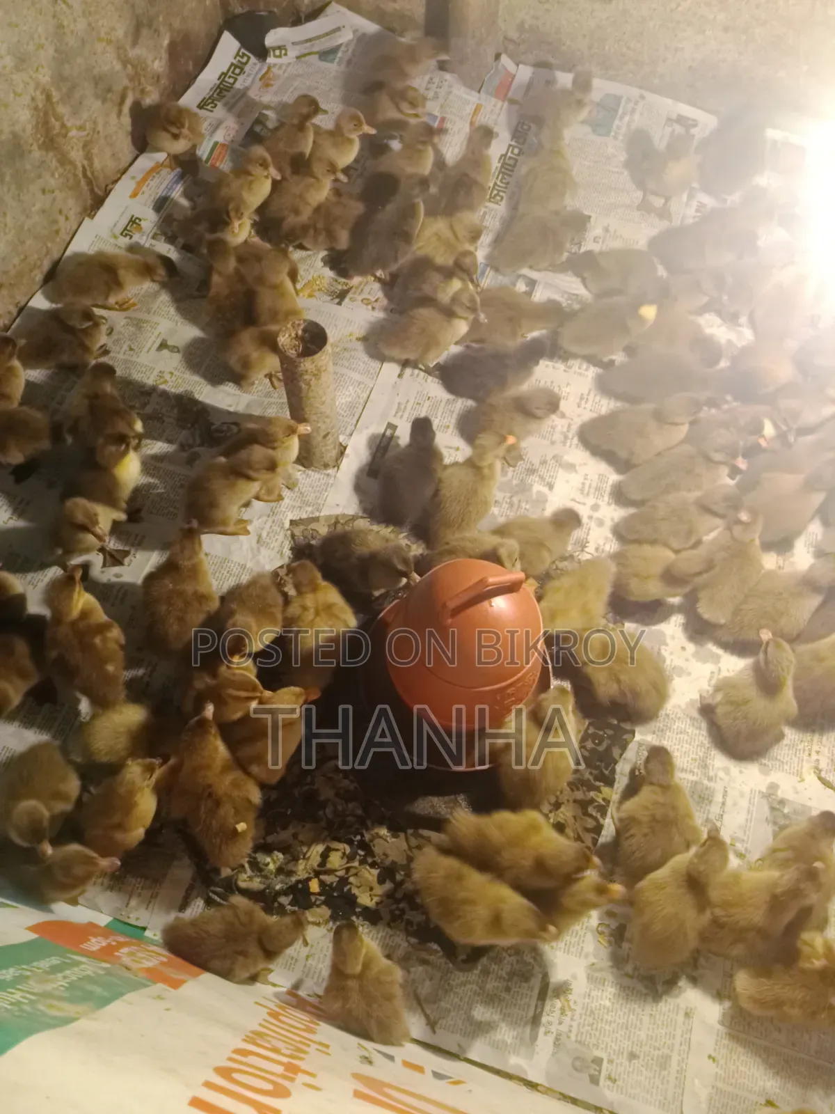 Khaki Campbell Ducklings