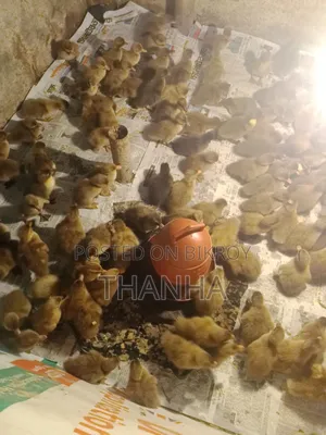 Khaki Campbell Ducklings