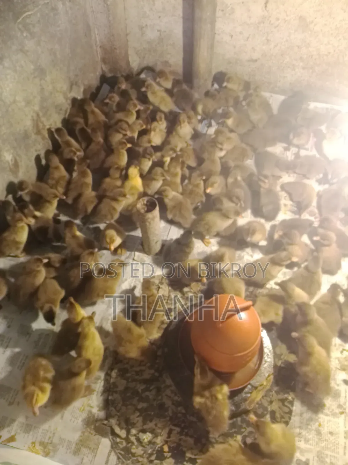 Khaki Campbell Ducklings