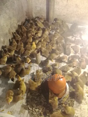 Khaki Campbell Ducklings