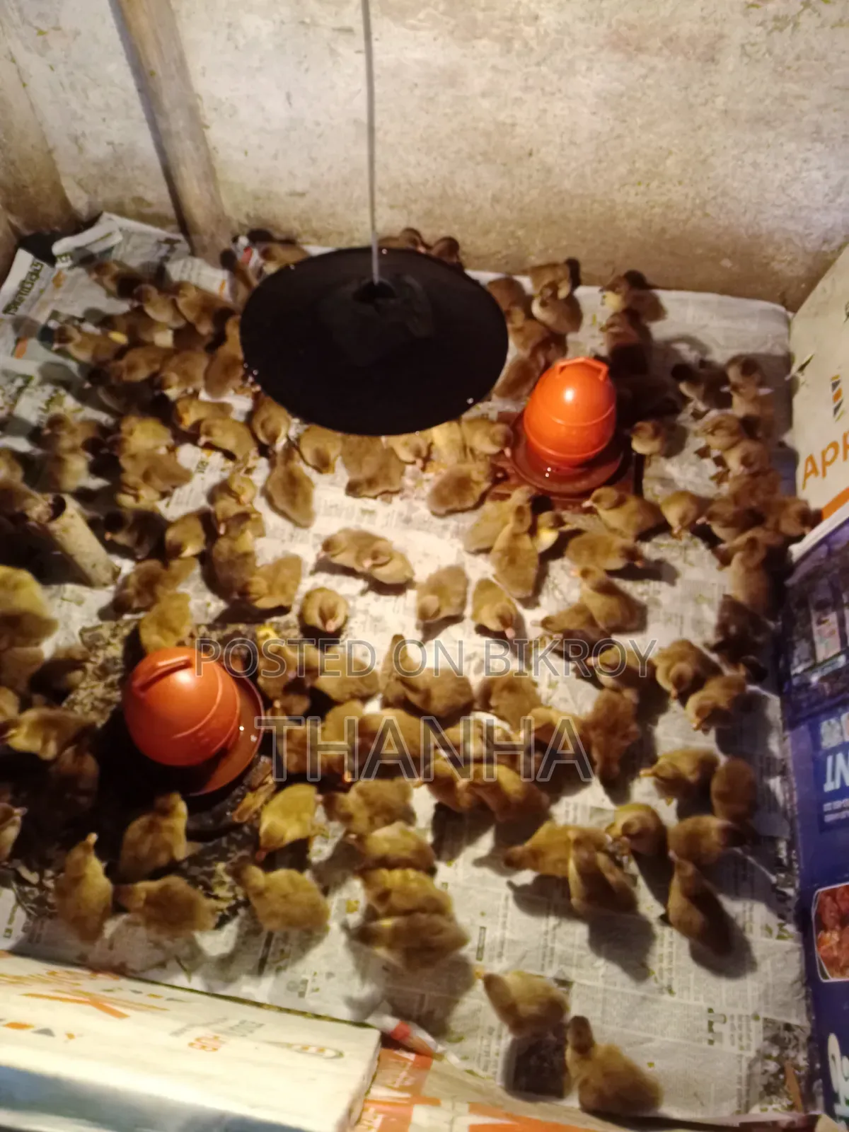 Khaki Campbell Ducklings
