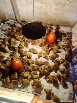 Khaki Campbell Ducklings