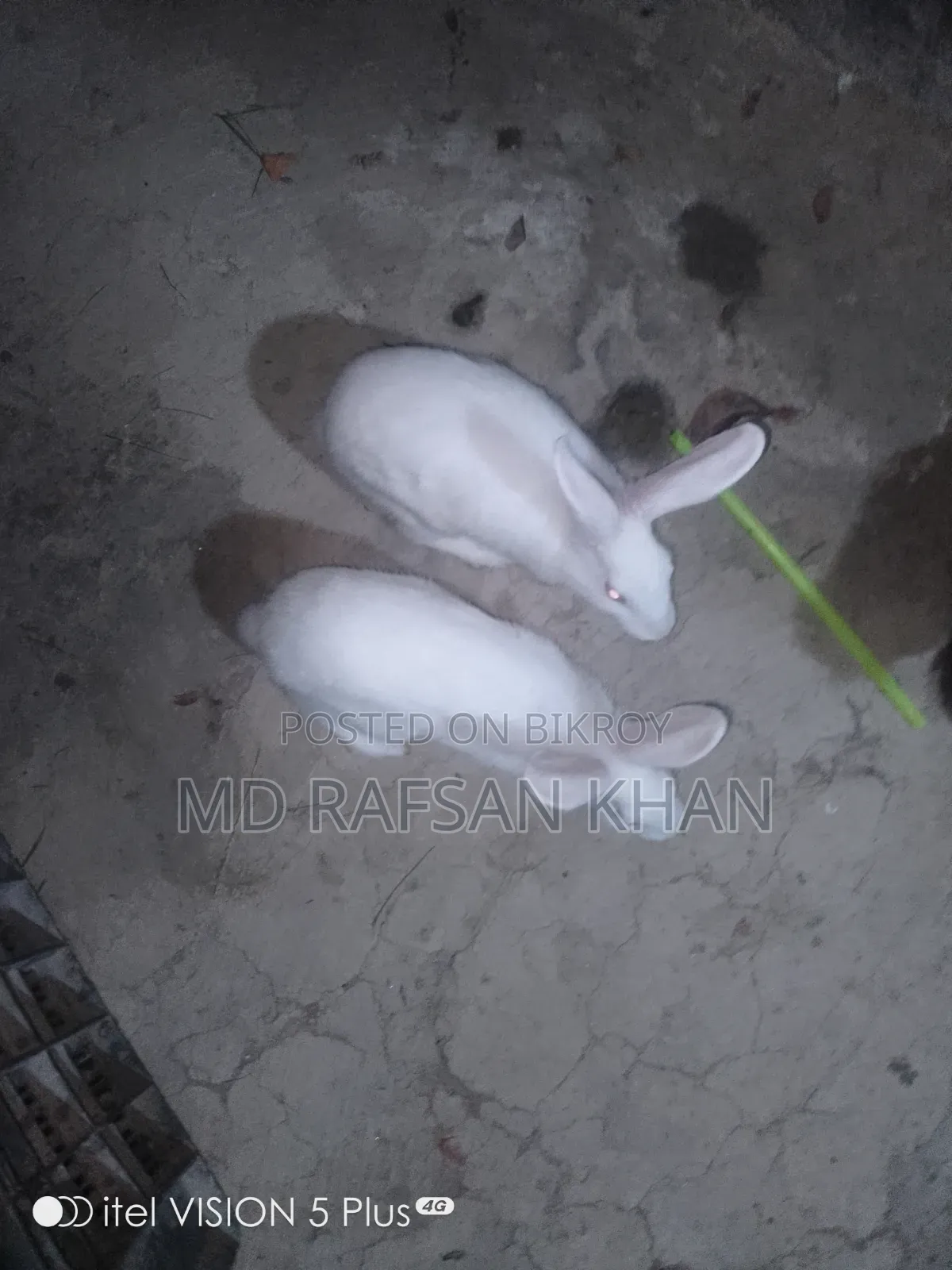 দুই পিস খরগোশ বিক্রি হবে