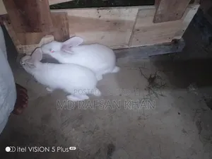 দুই পিস খরগোশ বিক্রি হবে