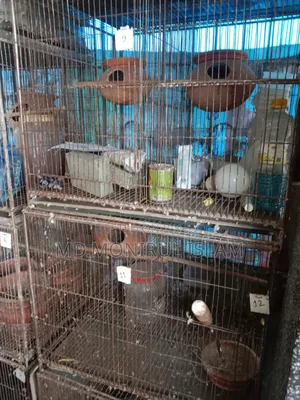 পাখির খাঁচা