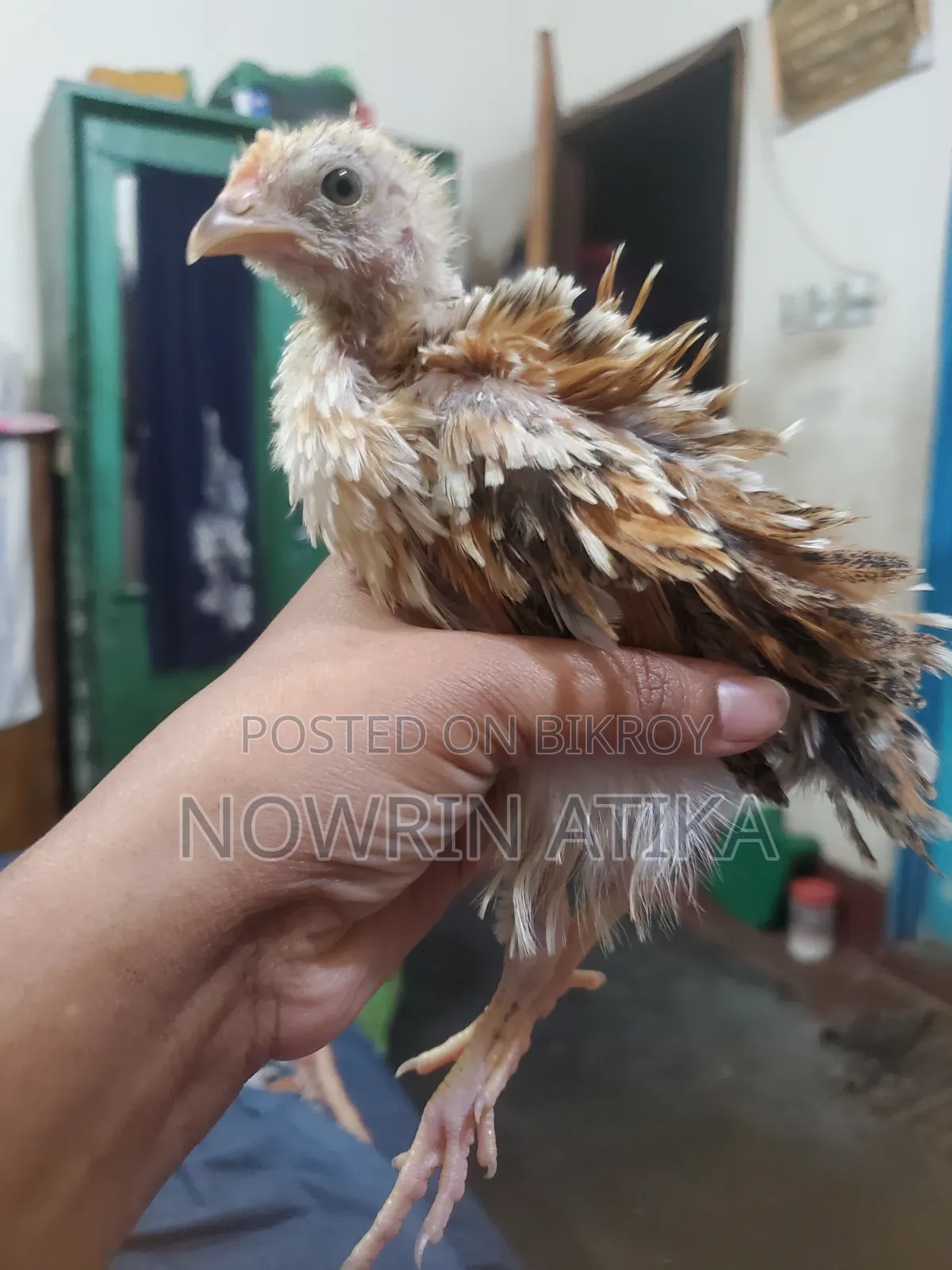 Original Hill Fizle Fighting Rooster and Hen Pair for Sale