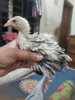 Original Hill Fizle Fighting Rooster and Hen Pair for Sale