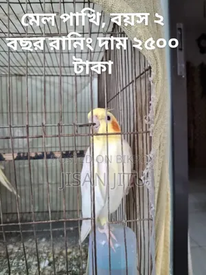 কোকাটেল পাখি বিক্রি করা হবে