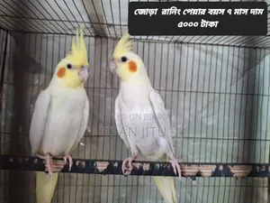 কোকাটেল পাখি বিক্রি করা হবে