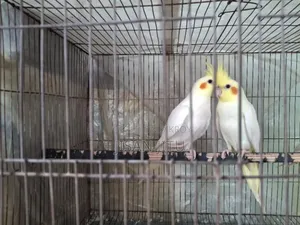 কোকাটেল পাখি বিক্রি করা হবে