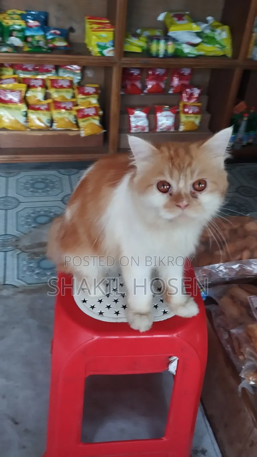 6-12 Months Male Purebred Persian