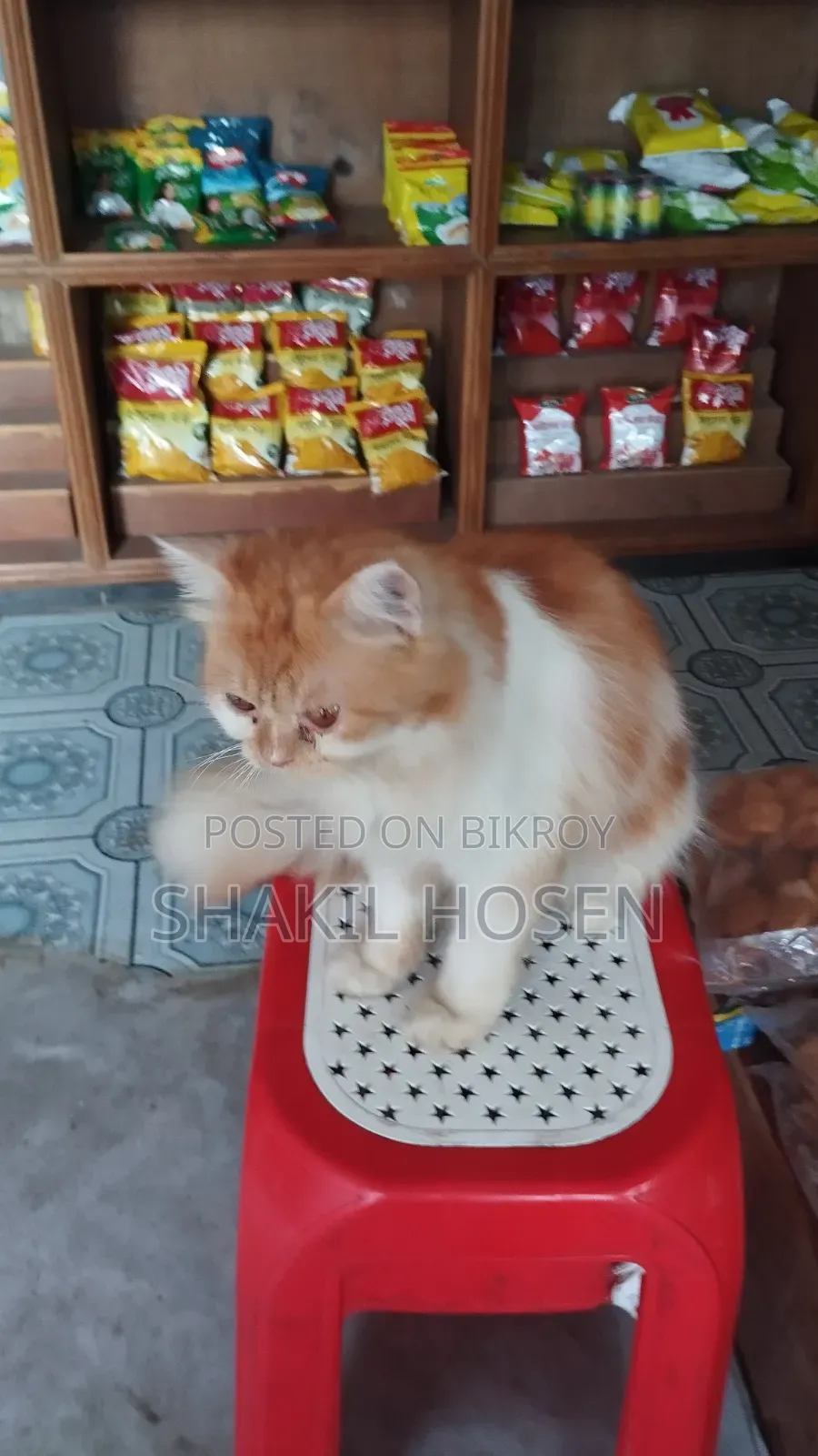 6-12 Months Male Purebred Persian